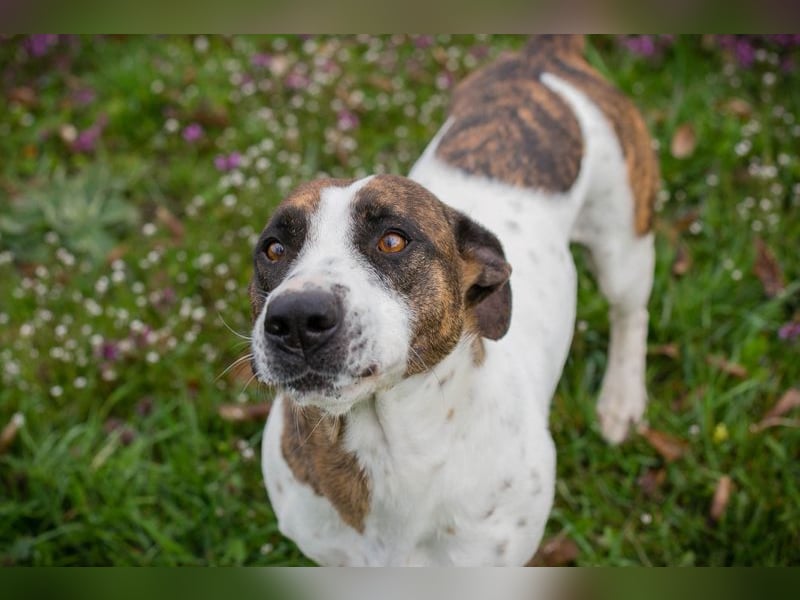 Hopper – Kompakte Sportskanone