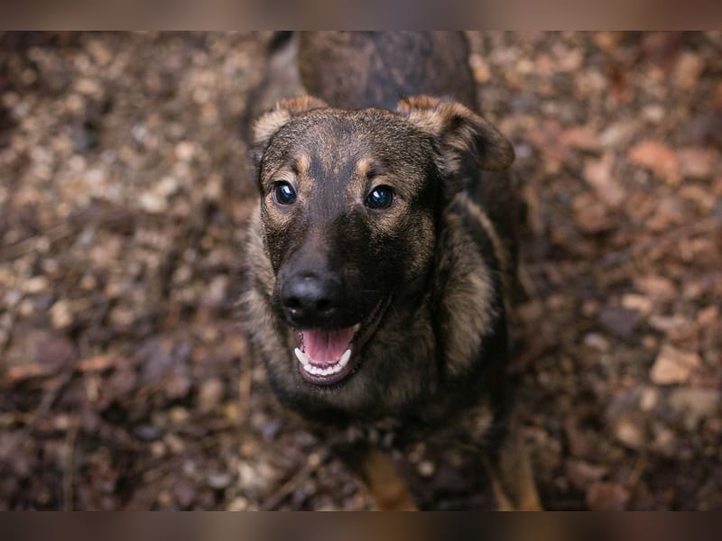 Duke sucht ein Zuhause