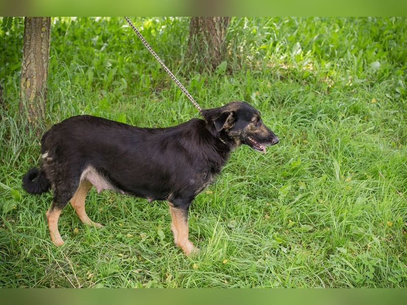 Alani: Sucht ein liebevolles Zuhause