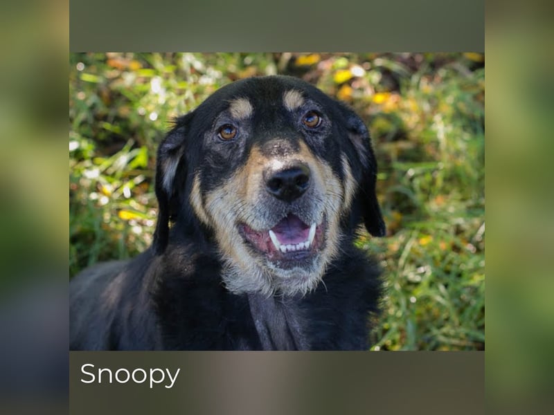 Snoopy– fröhlicher Rüde