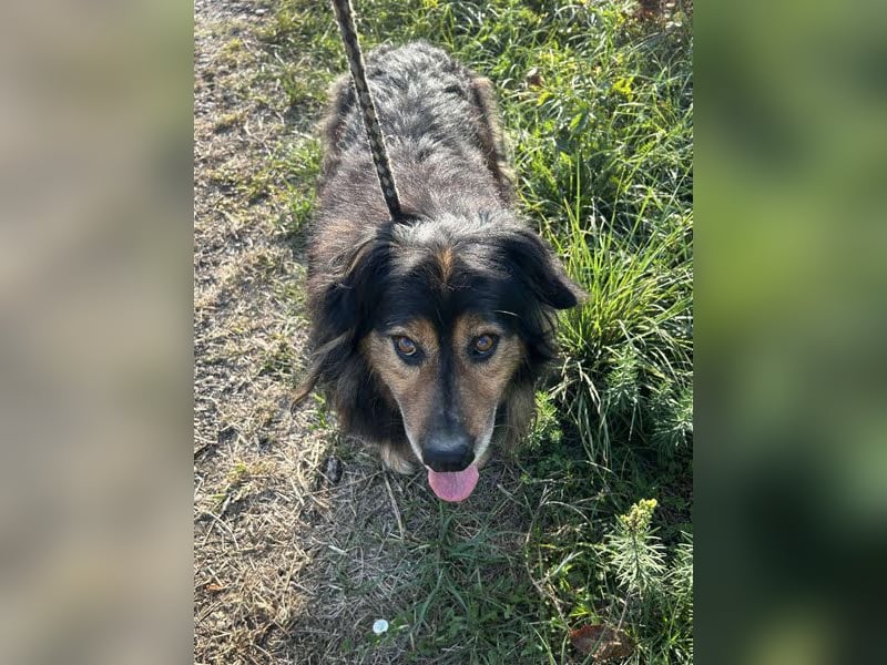 Lennox: Treuer Begleiter sucht Familie