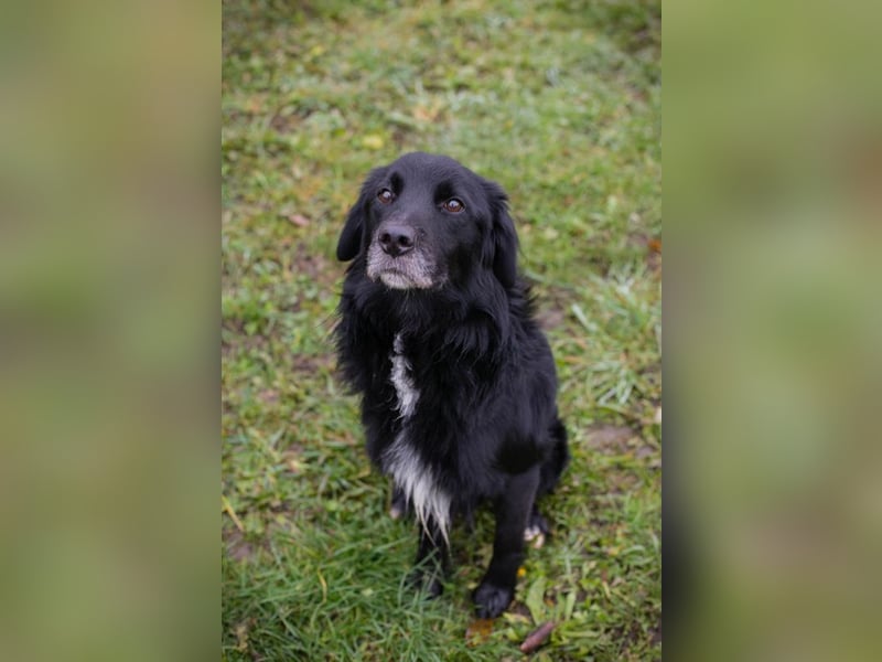 Luigi sucht ein Zuhause