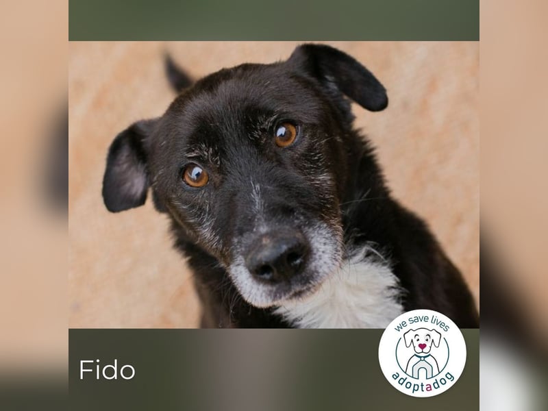 Fido sucht ein Zuhause