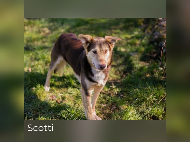 Scotti: Liebenswerter Kämpfer
