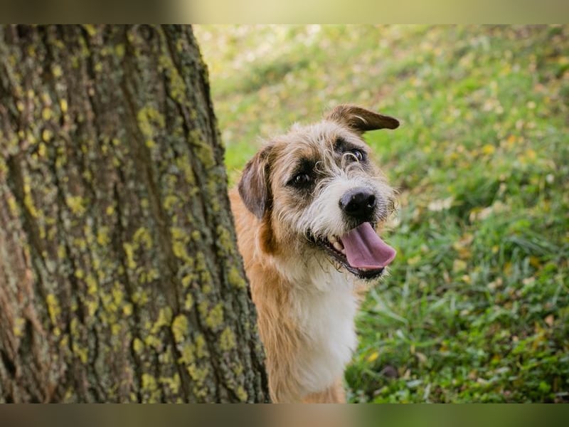 Salü: Hundekind sucht ein Zuhause