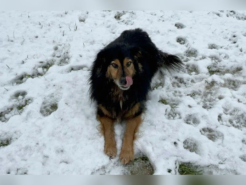 Lennox: Treuer Begleiter sucht Familie