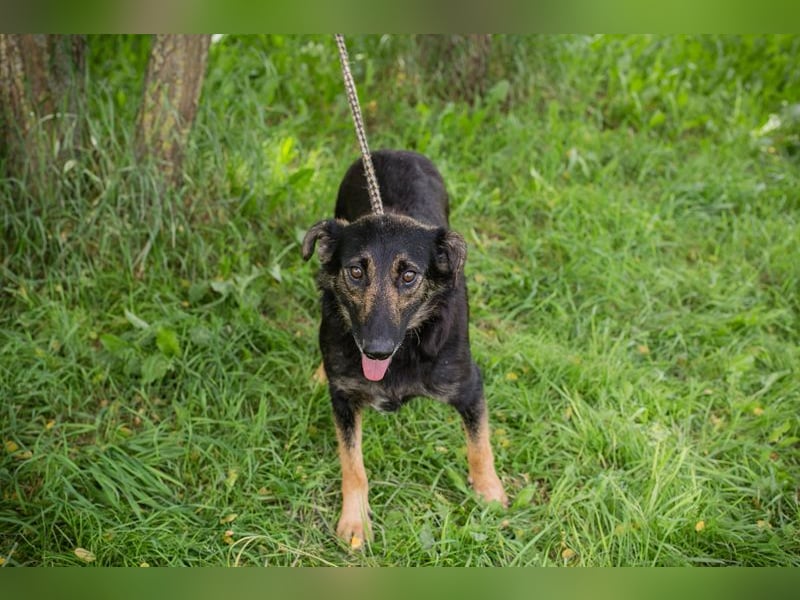 Alani: Sucht ein liebevolles Zuhause