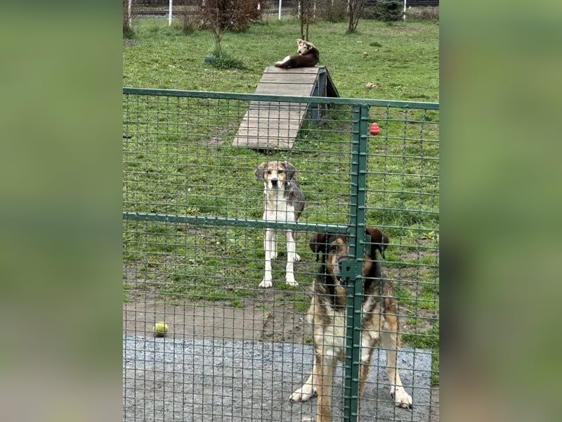 Scotti: Liebenswerter Kämpfer