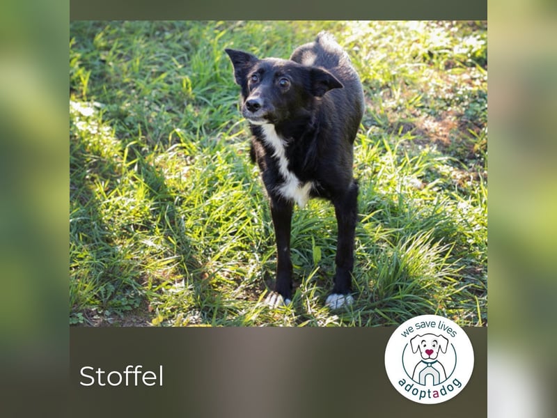 hip 269567: sucht ein Zuhause