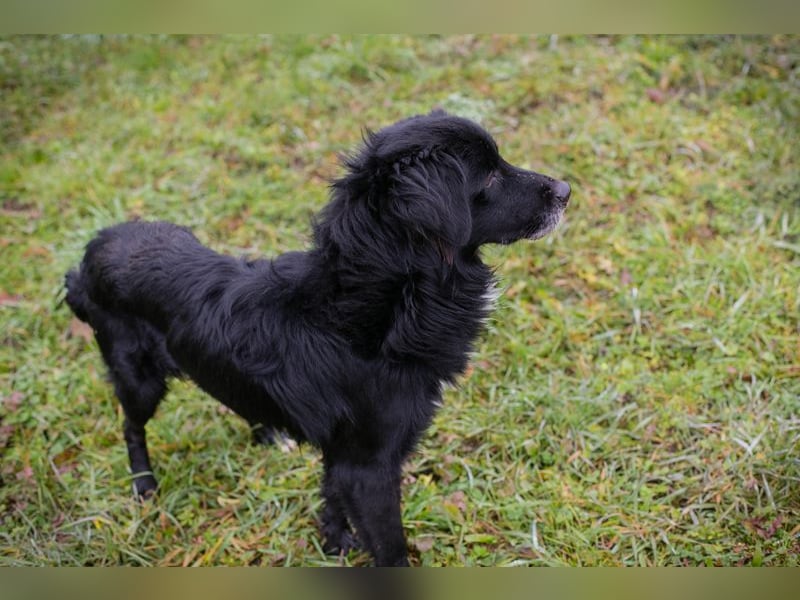 Luigi sucht ein Zuhause