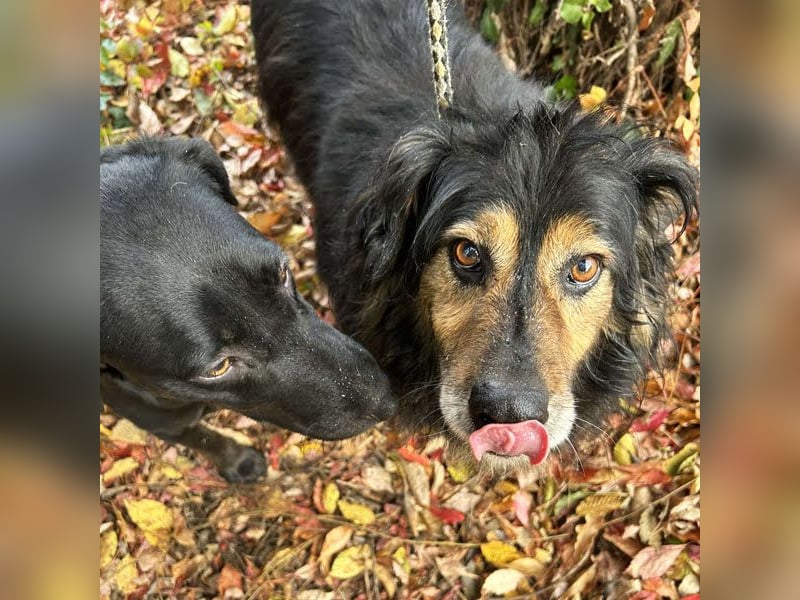 Lennox: Treuer Begleiter sucht Familie