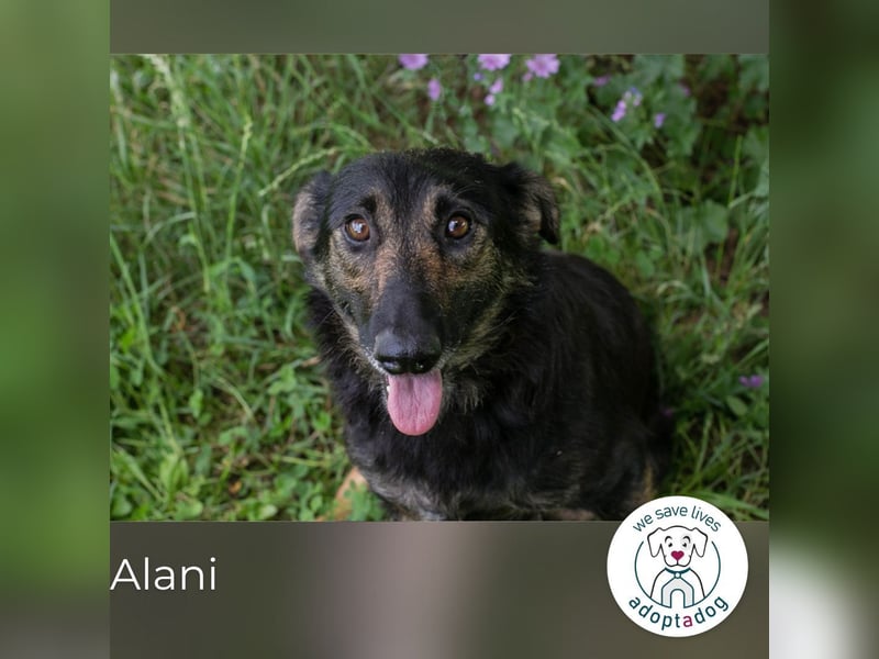 Alani: Sucht ein liebevolles Zuhause
