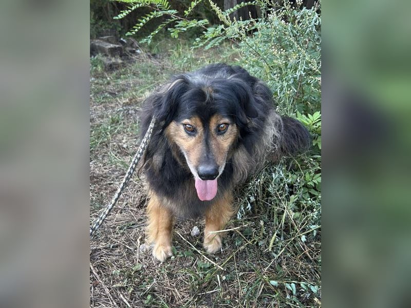 Lennox: Treuer Begleiter sucht Familie