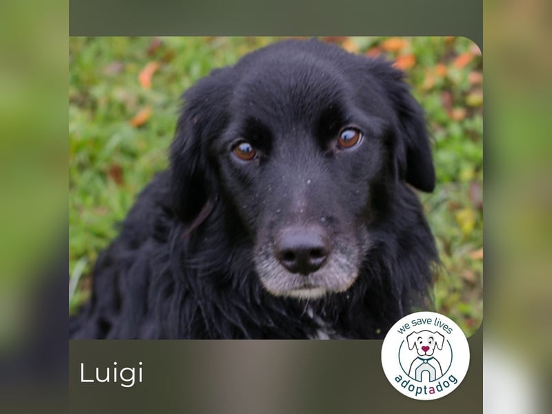 Luigi sucht ein Zuhause