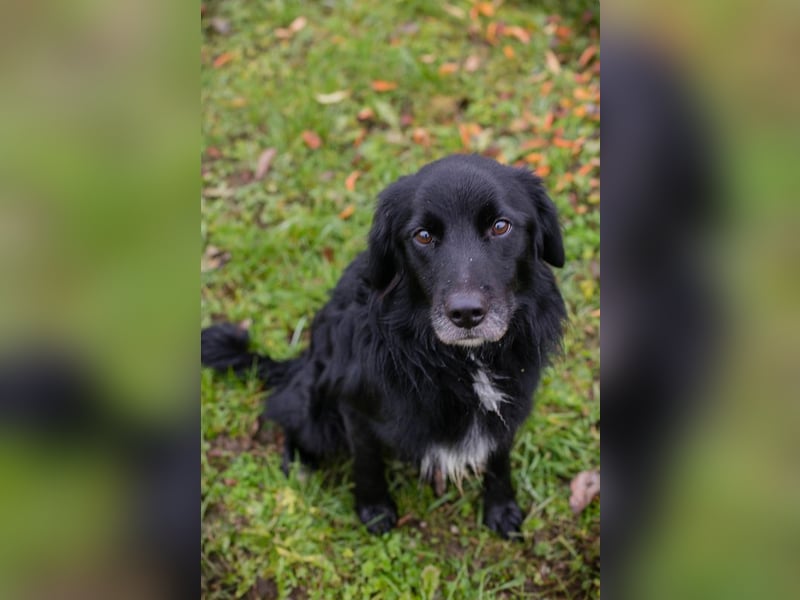 Luigi sucht ein Zuhause