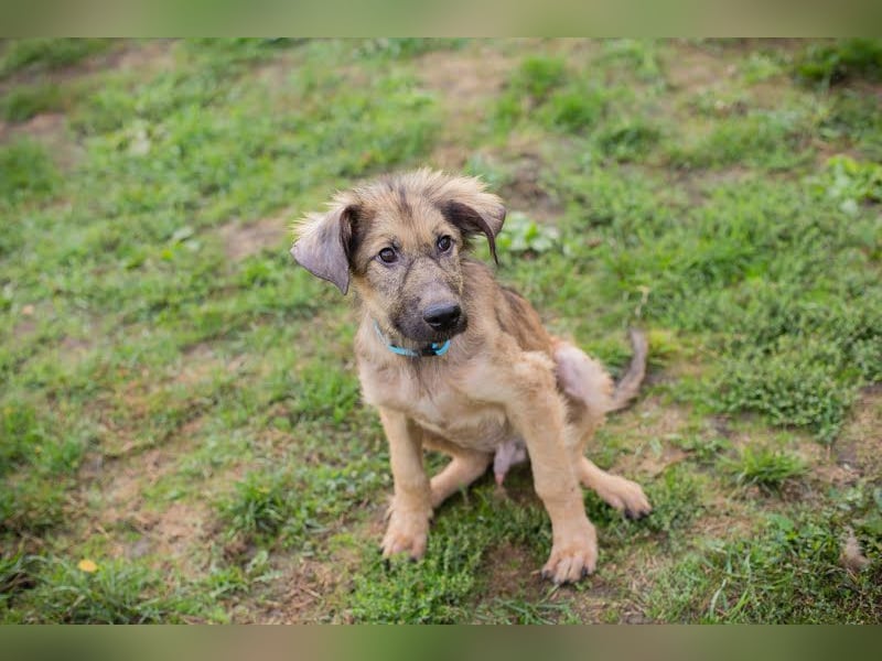 Joe: Sanftes Herz sucht seine Familie