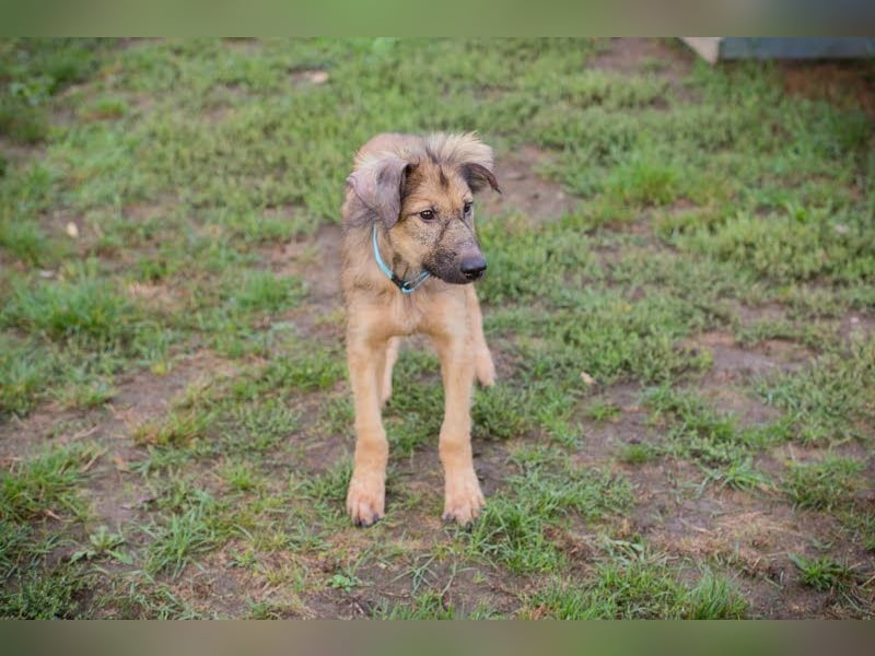 Joe: Sanftes Herz sucht seine Familie