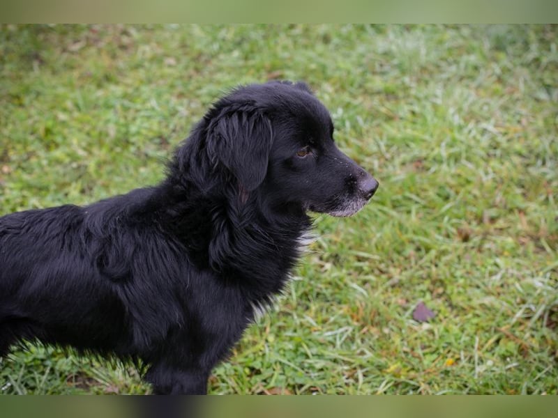 Luigi sucht ein Zuhause