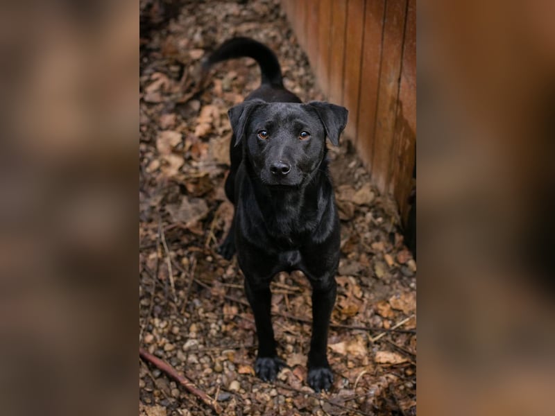 Jantar sucht ein Zuhause