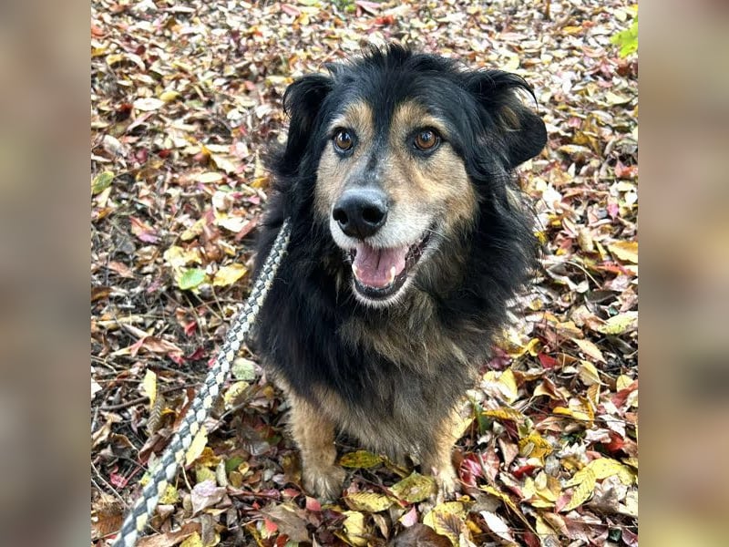 Lennox: Treuer Begleiter sucht Familie