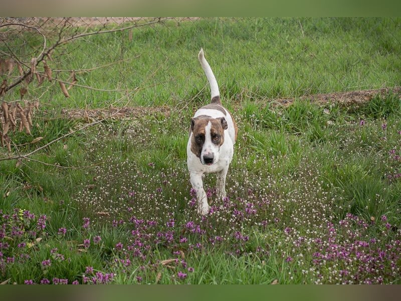 Hopper – Kompakte Sportskanone