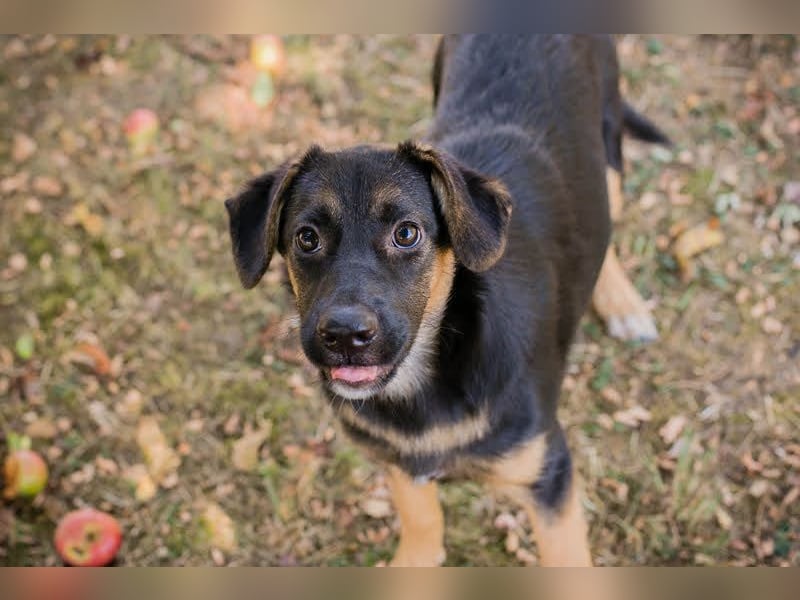 Mitja: Neugierige Frohnatur