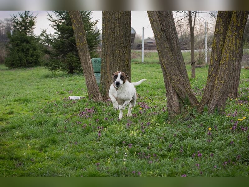 Hopper – Kompakte Sportskanone