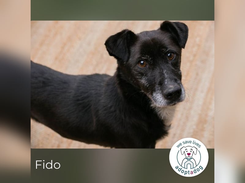 Fido sucht ein Zuhause