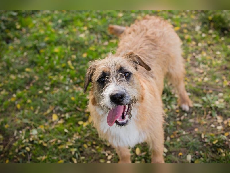 Salü: Hundekind sucht ein Zuhause