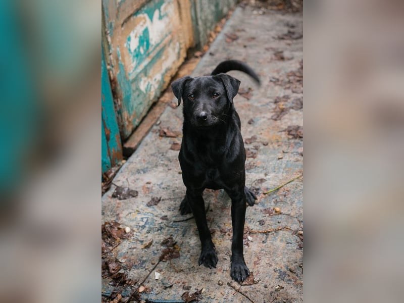 Jantar sucht ein Zuhause