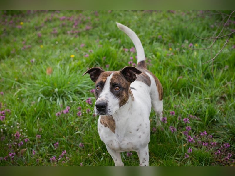 Hopper – Kompakte Sportskanone