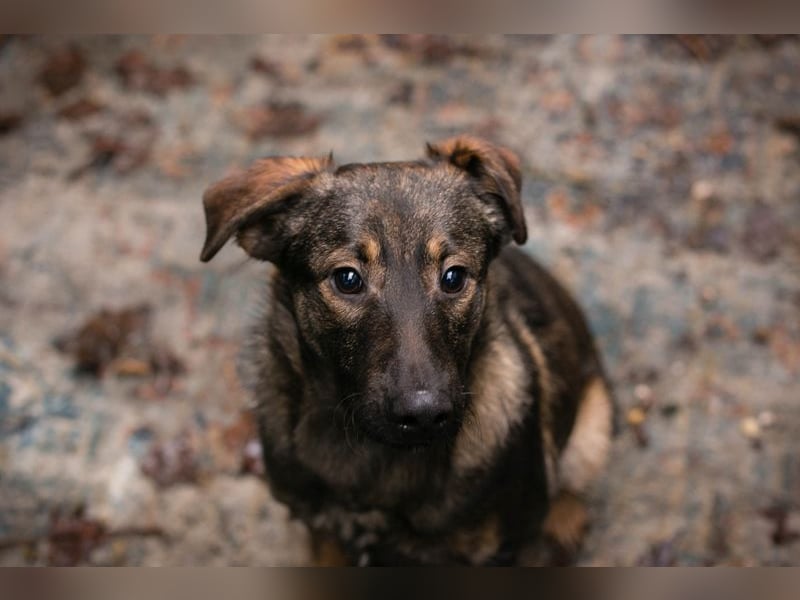 Duke sucht ein Zuhause