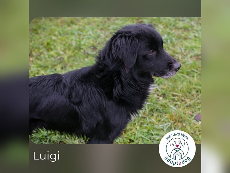 Luigi sucht ein Zuhause