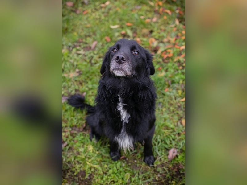 Luigi sucht ein Zuhause