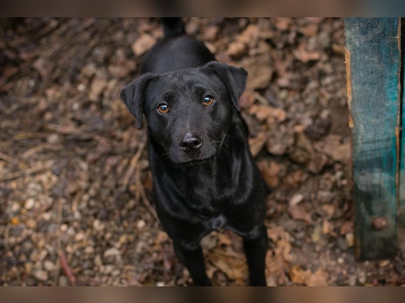 Jantar sucht ein Zuhause