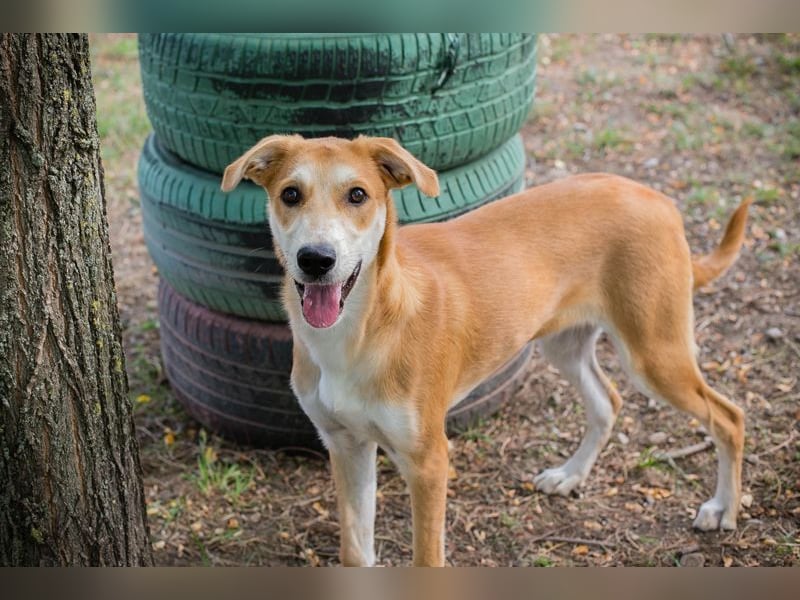 Sven: Hundekind sucht ein Zuhause