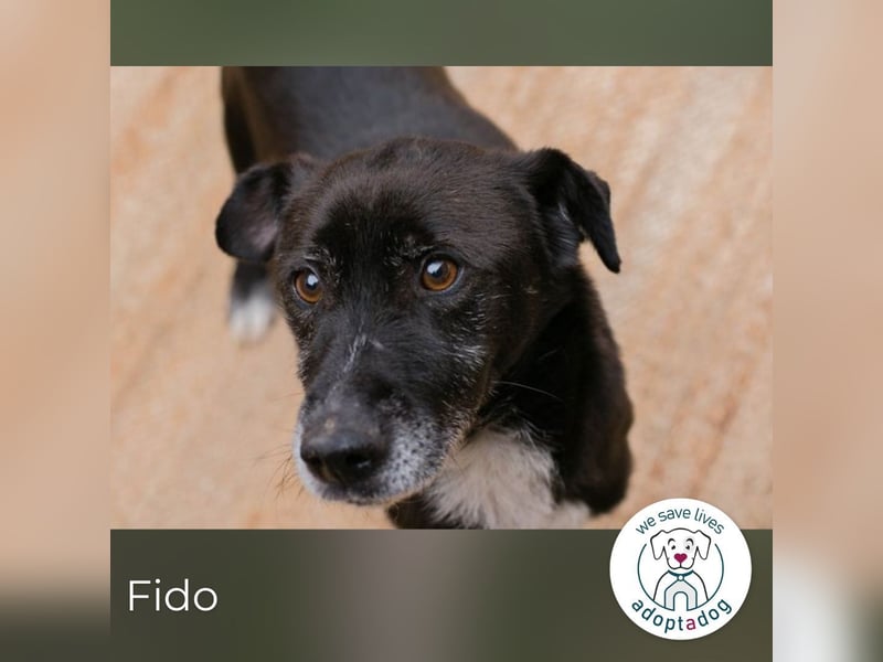 Fido sucht ein Zuhause