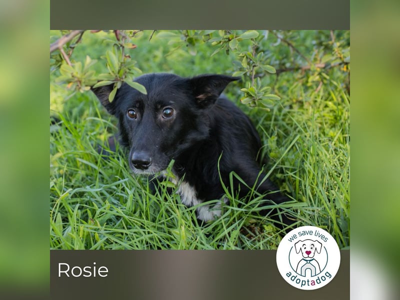 Rosie: sucht ein Zuhause