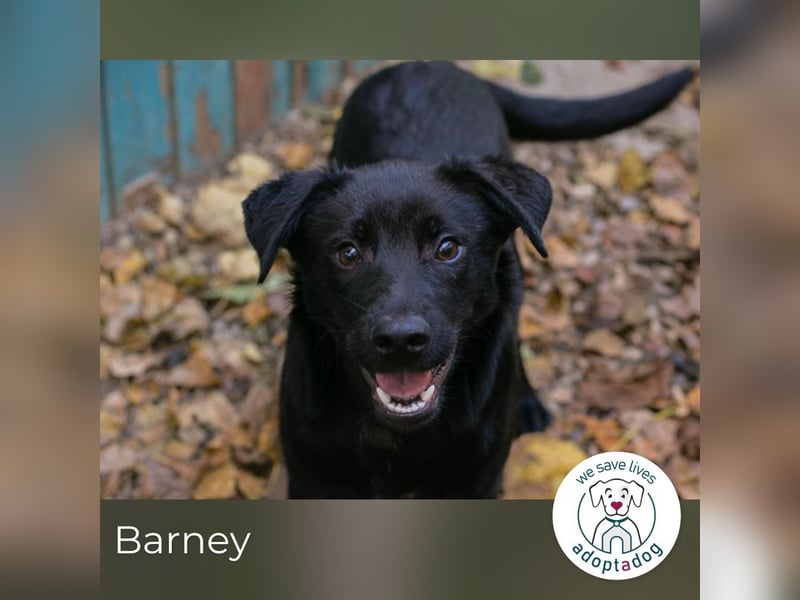 Barney: Jung, verspielt & voller Freude