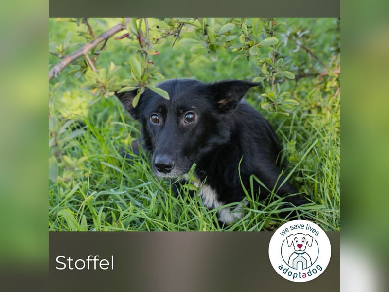 hip 269567: sucht ein Zuhause