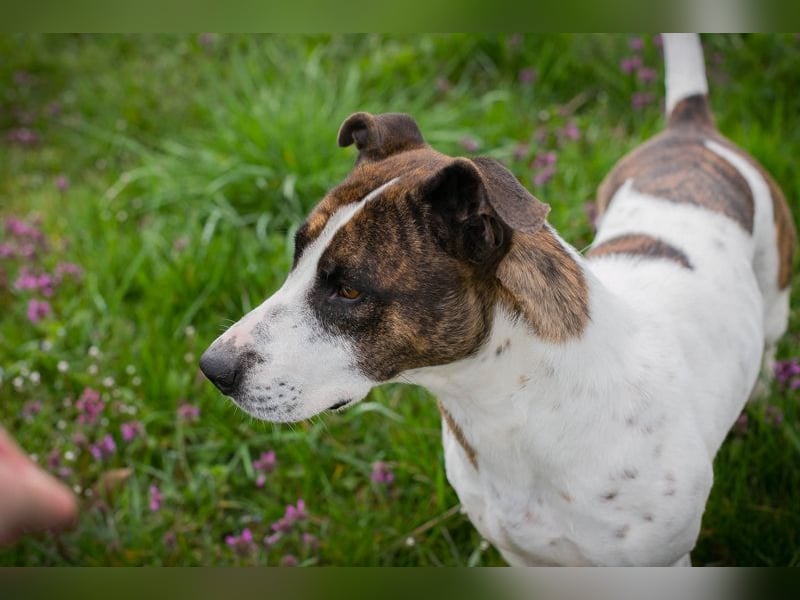 Hopper – Kompakte Sportskanone