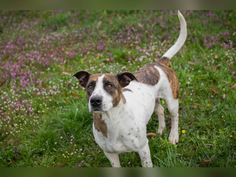 Hopper – Kompakte Sportskanone