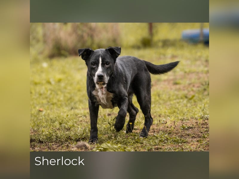 Sherlock: Ungebrochene Lebensfreude