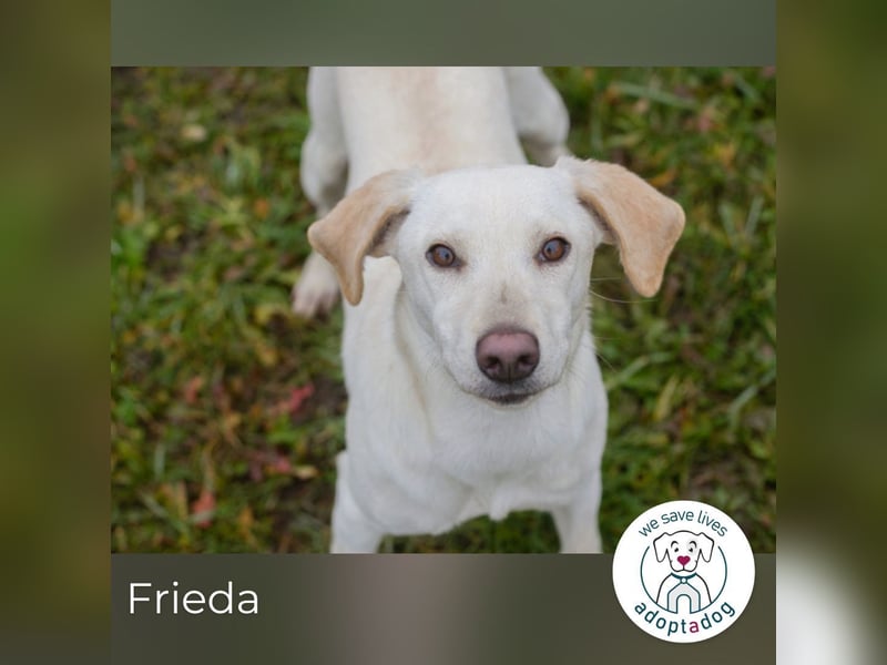 Frieda sucht ein Zuhause