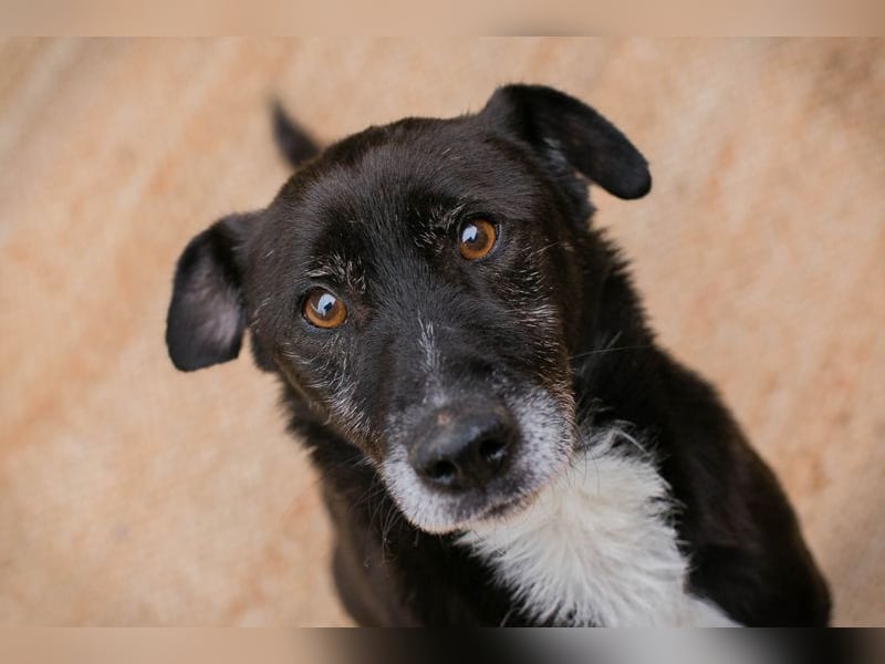 Fido sucht ein Zuhause