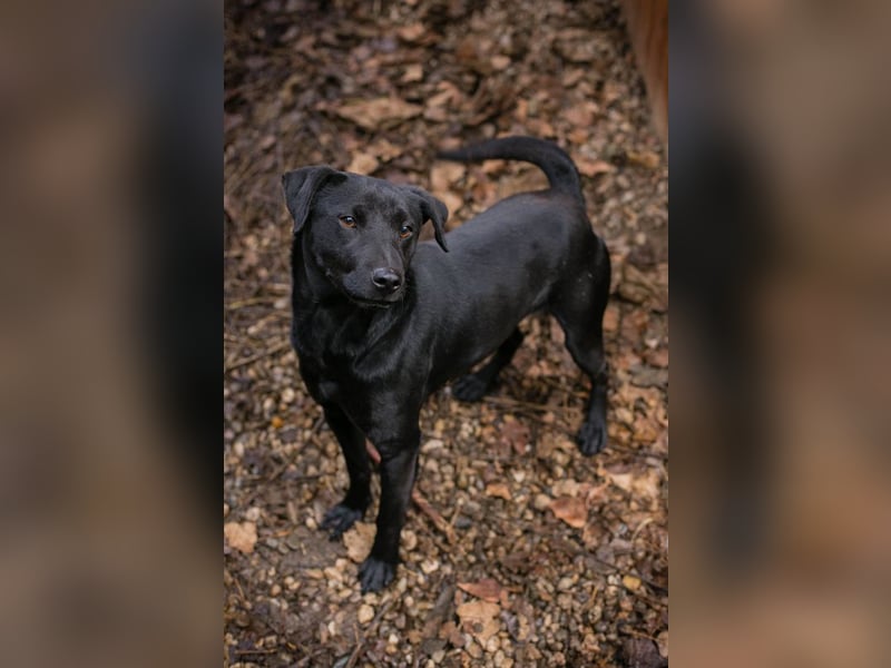 Jantar sucht ein Zuhause