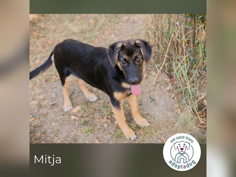 Mitja: Neugierige Frohnatur