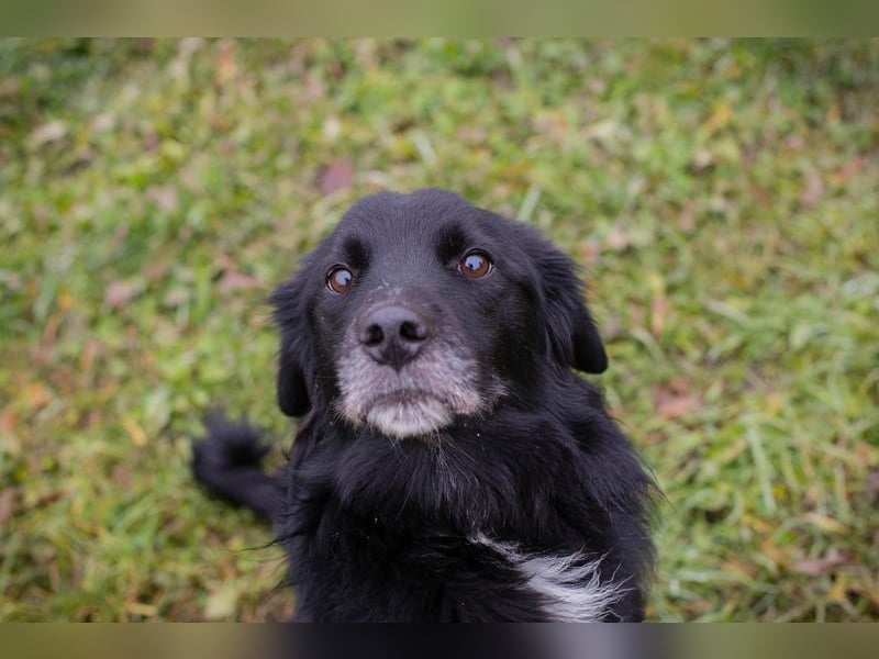 Luigi sucht ein Zuhause