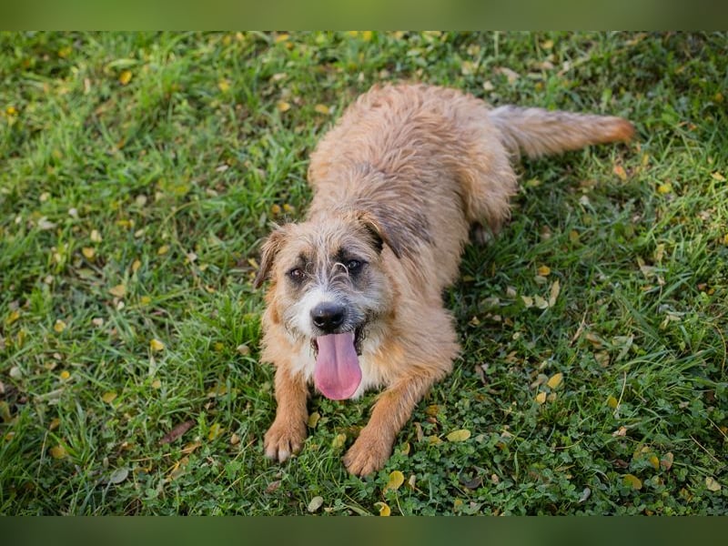 Salü: Hundekind sucht ein Zuhause