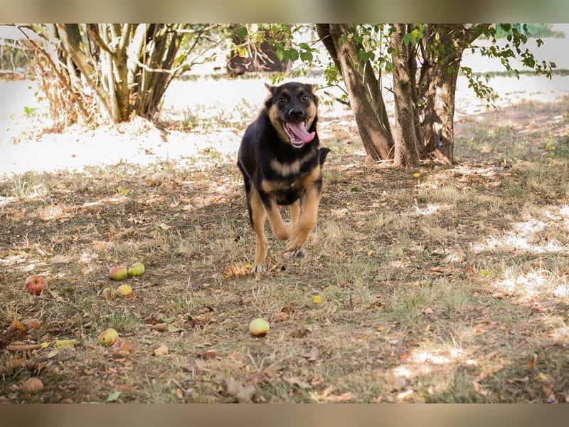 Mitja: Neugierige Frohnatur